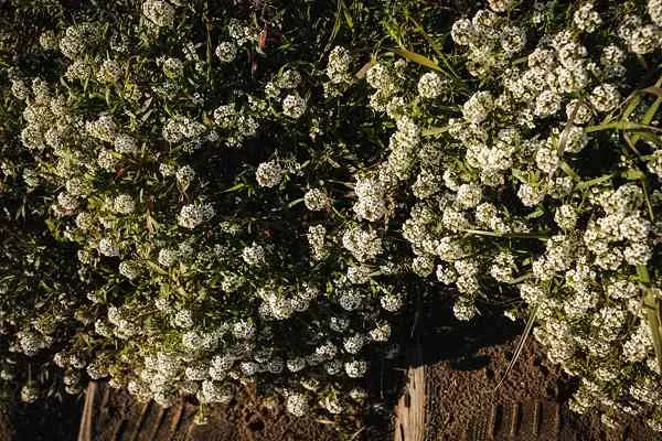 Sweet Alyssum
