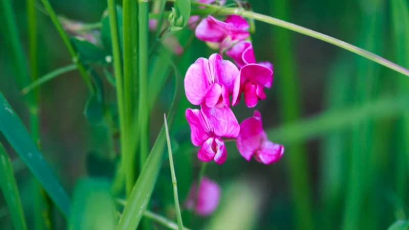 Sweet pea featured flower image