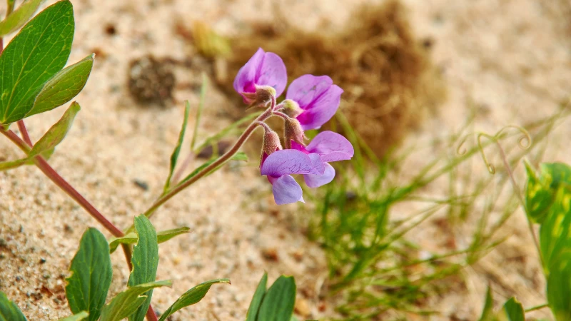 Sweet pea floral bloom