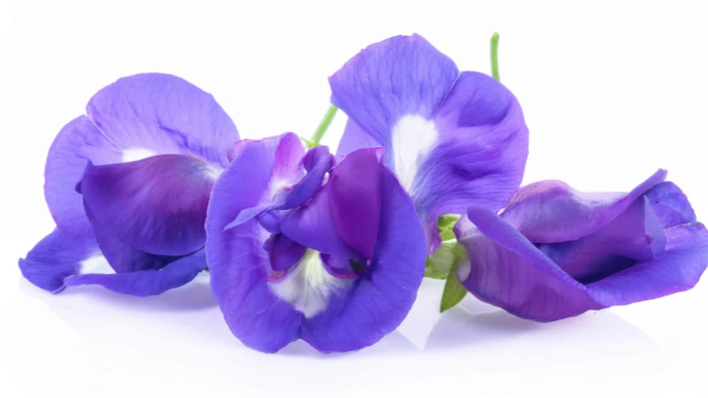 Sweet pea flower in full bloom