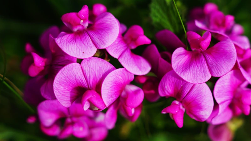 Sweet pea flower blossom with delicate petals