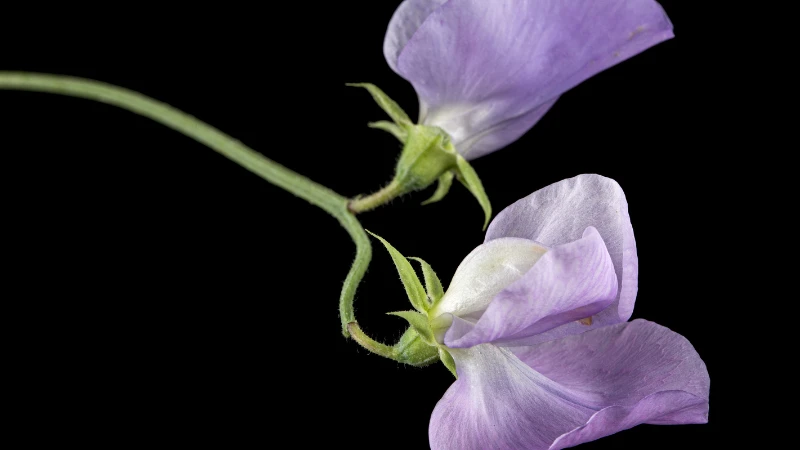 Close-up of a sweet pea flower