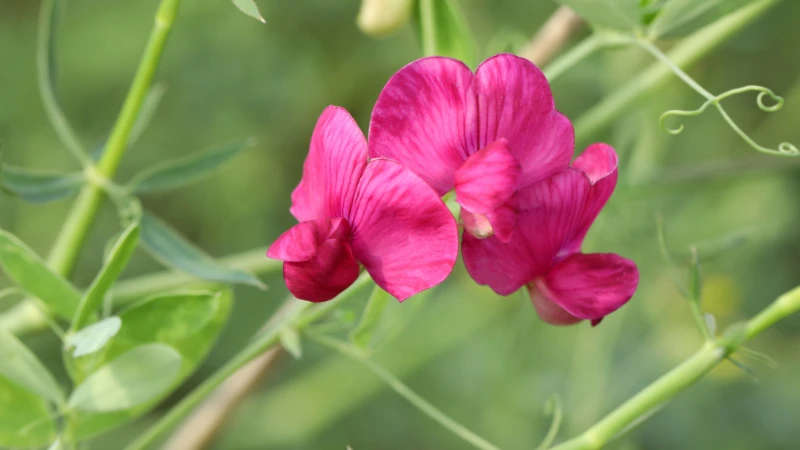 Sweet pea flower growing in garden