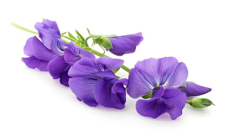 Sweet pea flower petals close-up