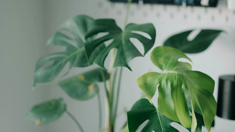 Swiss Cheese Plant showing perforated leaves