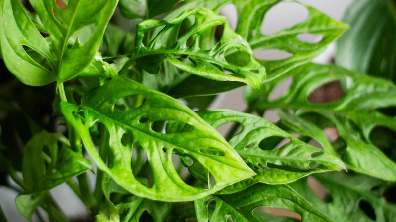 Featured image of Swiss Cheese Plant with large split green leaves