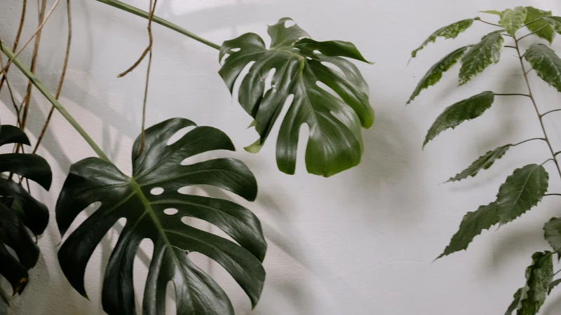 Detailed Swiss Cheese Plant leaf texture