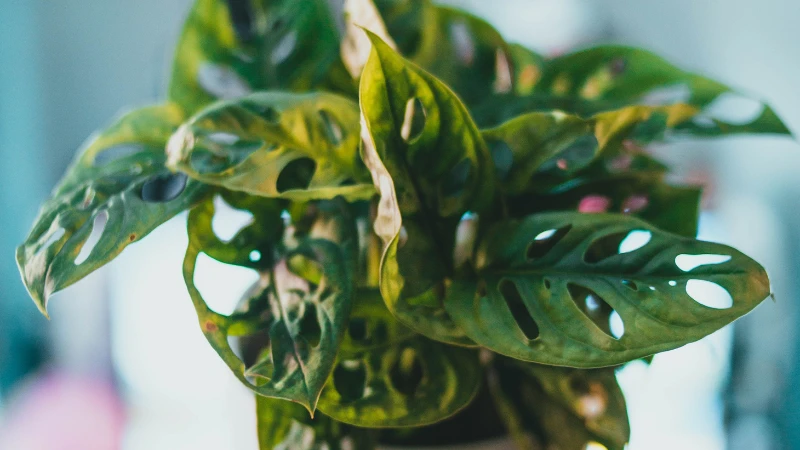 Indoor Swiss Cheese Plant in ceramic planter