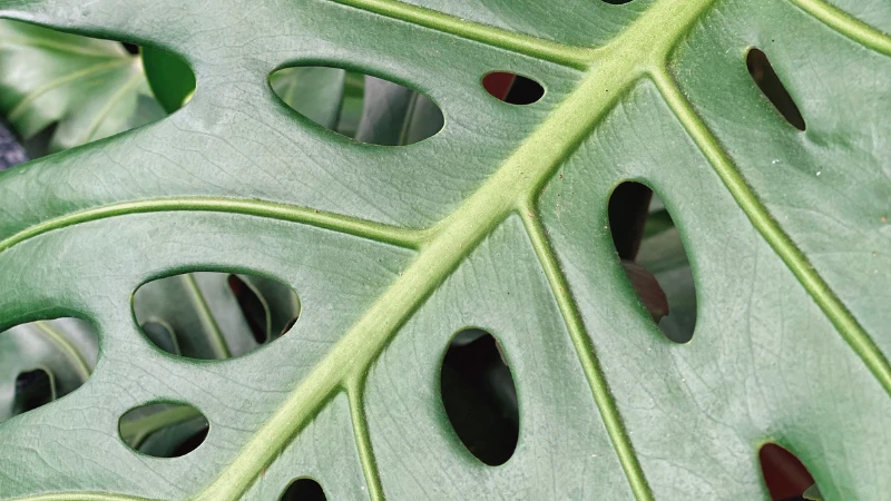 Indoor Swiss Cheese Plant with glossy foliage