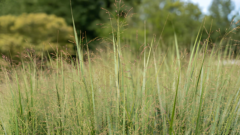 Featured image of Switch Grass with tall green ornamental foliage