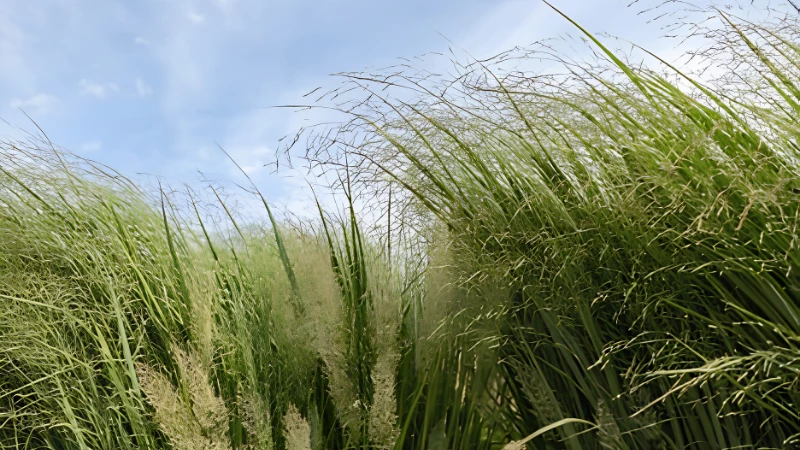 Switch Grass (Panicum virgatum) featuring tall upright green ornamental foliage