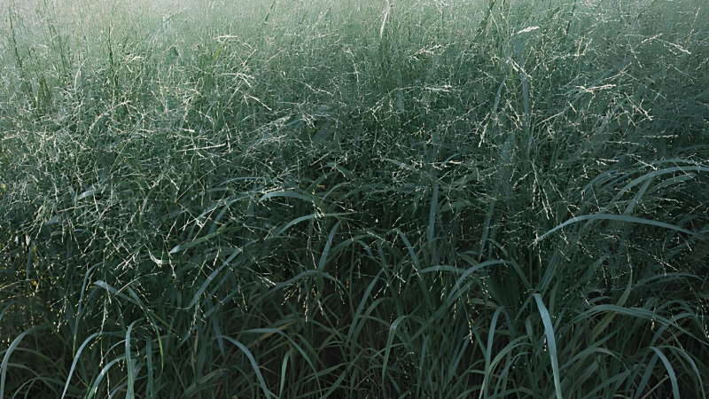 Switch Grass growing in natural prairie setting