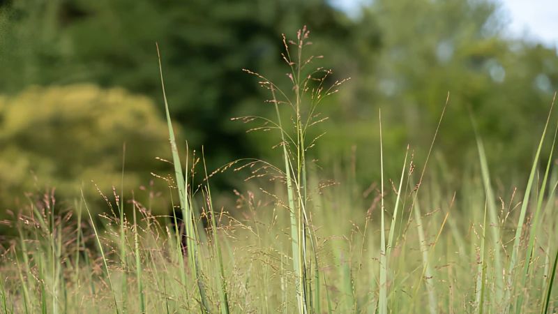 Healthy Switch Grass with green blades