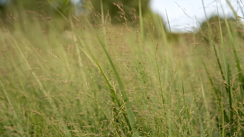 Switch Grass thriving in a sunny garden