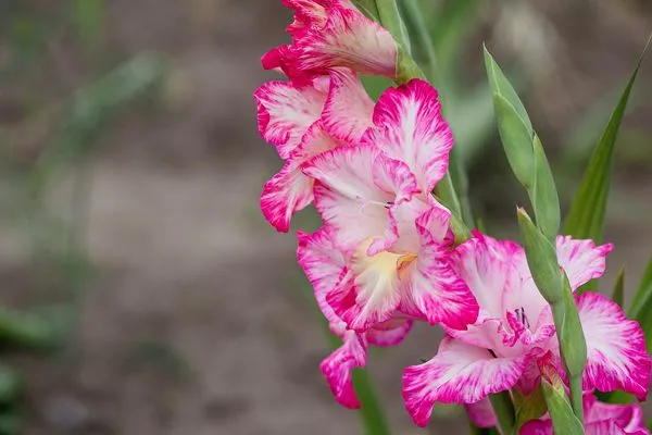 Sword Lily 