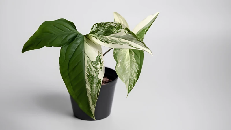 Featured image of Syngonium Albo with white and green variegated leaves