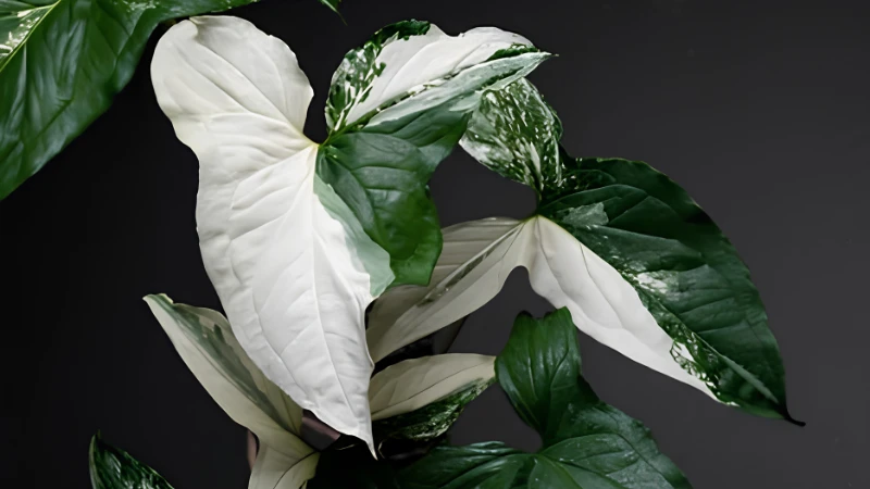 Detailed Syngonium Albo leaf variegation