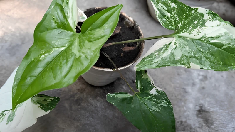 Syngonium Albo with green and white foliage