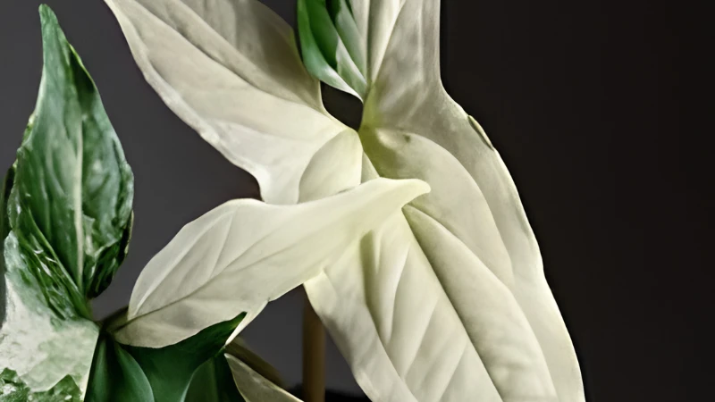 Potted Syngonium Albo houseplant