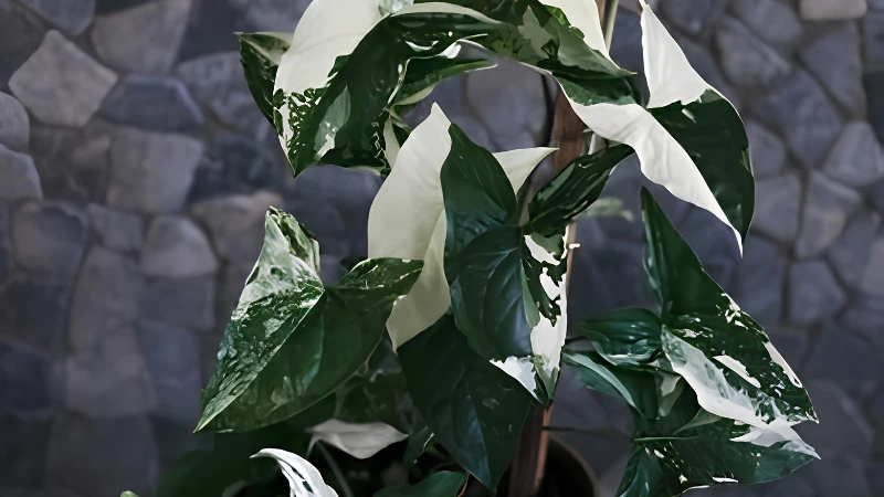 Indoor Syngonium Albo with glossy leaves