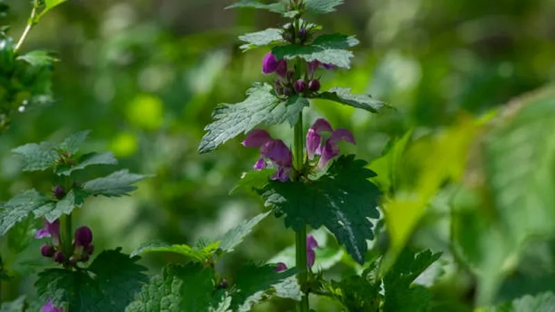 Tall Dead Nettle flower plant with multiple purple clusters surrounded by lush green leaves.