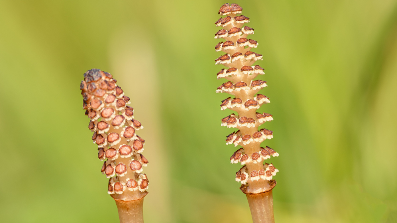 Tall Horsetail Plant with upright segmented foliage