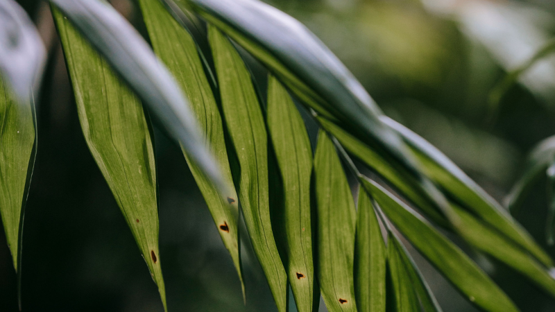 Tall Kentia Palm with elegant upright growth