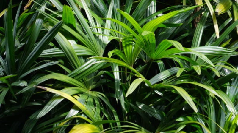 Tall Lady Palm with upright green stems