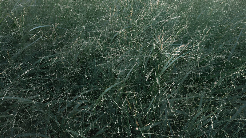 Tall Switch Grass with upright growth habit