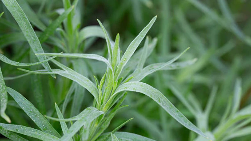 Featured image of Tarragon plant with fresh green aromatic leaves