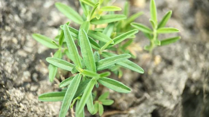 Tarragon growing in a raised herb bed