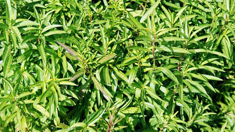 Tarragon herb showing slender green leaves