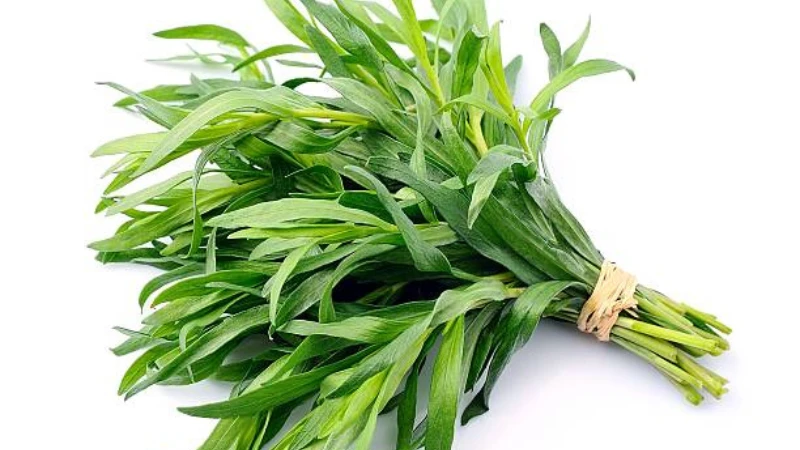 Potted Tarragon herb for home gardening