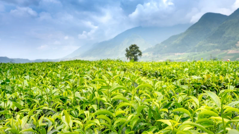 Featured image of Tea Plant with fresh green leaves