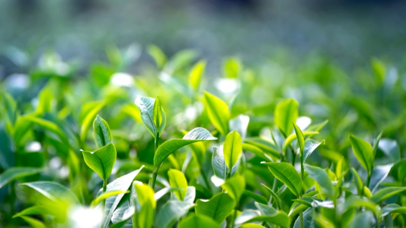 Tea Plant thriving in natural sunlight