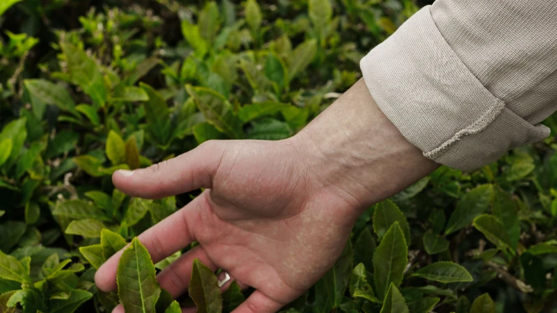 Tea Plant showing glossy green leaves
