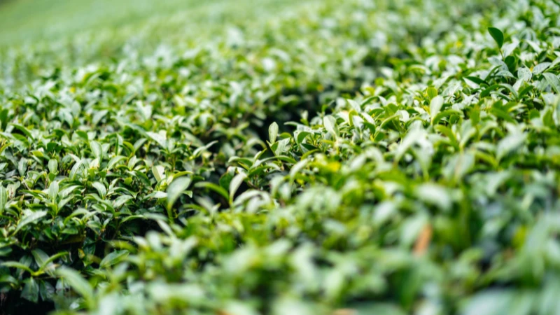 Tea Plant growing in a decorative pot