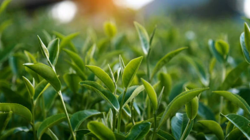 Tea Plant growing in a tea garden