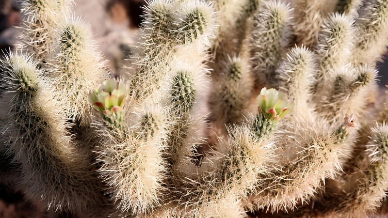 Teddy Bear Cactus in desert garden