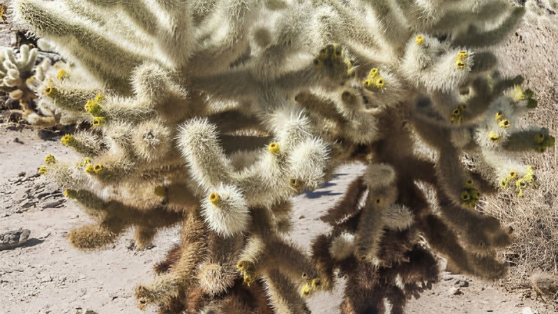 Healthy Teddy Bear Cactus outdoors