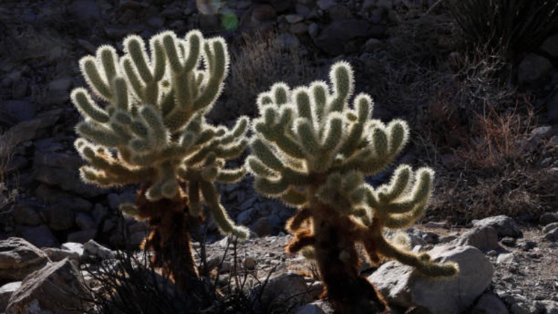 Teddy Bear Cactus with healthy branching stems