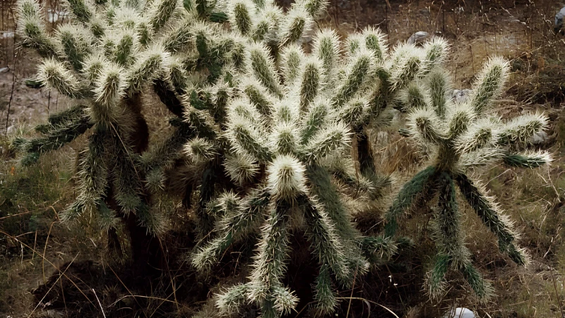 Teddy Bear Cactus with golden spiny stems