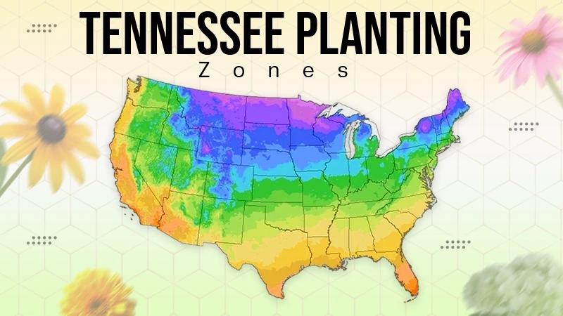Tennessee Planting Zones