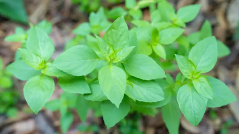 Featured image of Thai Basil plant with fresh green leaves and purple stems