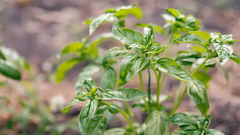 Thai basil herb garden