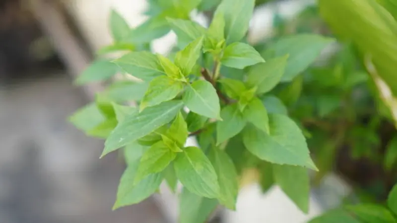 Close-up of Thai Basil plant leaves
