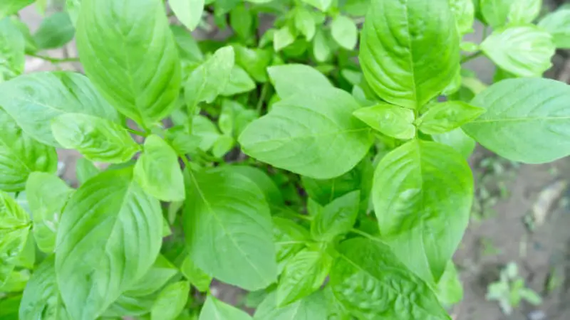 Aromatic Thai basil leaves
