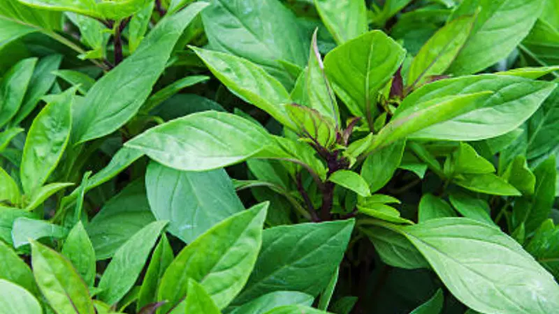 Potted Thai Basil herb with fresh leaves