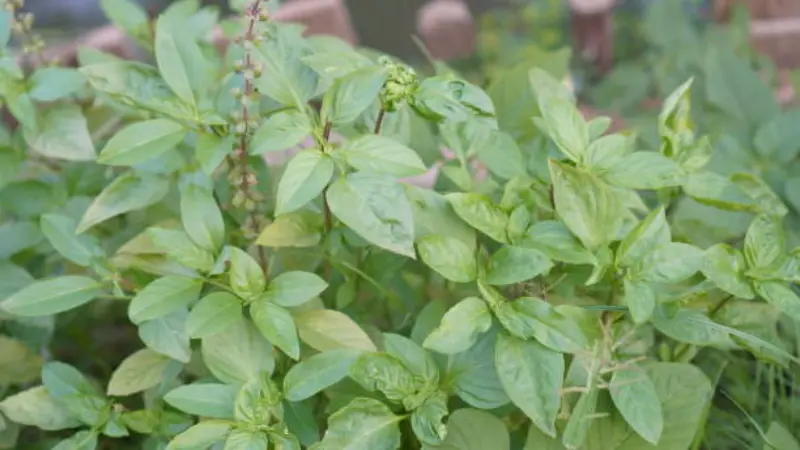 Fresh Thai Basil leaves ready for harvest