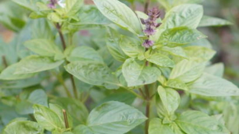 Thai basil in a raised garden bed